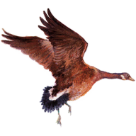 Logo Dusky Goose LLC